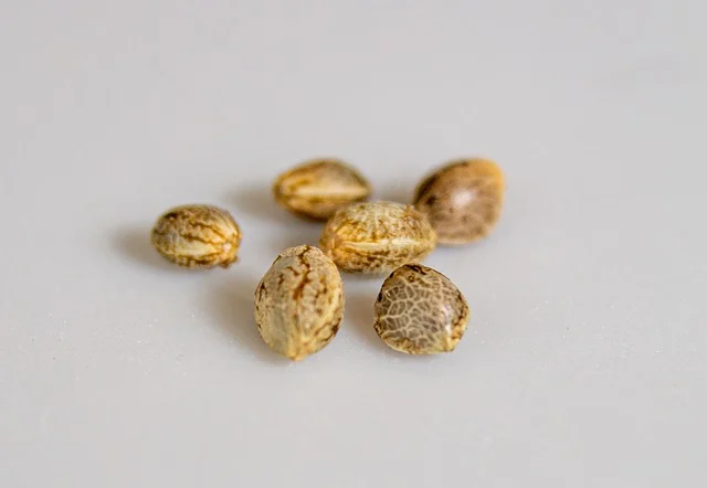How to Germinate Cannabis Seeds: A Step by Step Guide