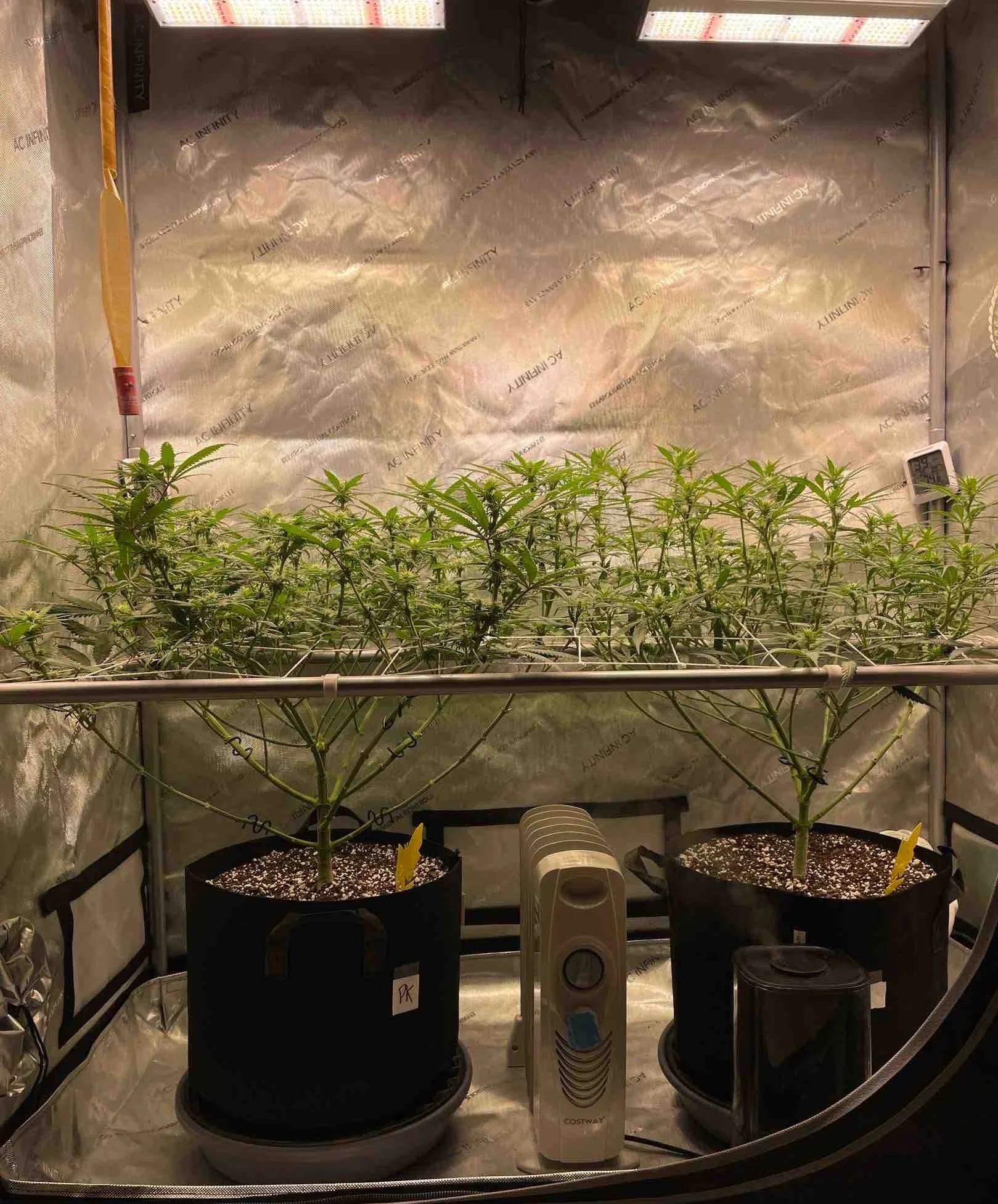 Growing Weed at Home: The Ultimate Beginners Guide