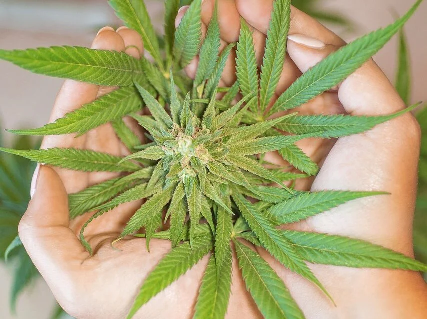 The Best Cannabis Breeders of 2024