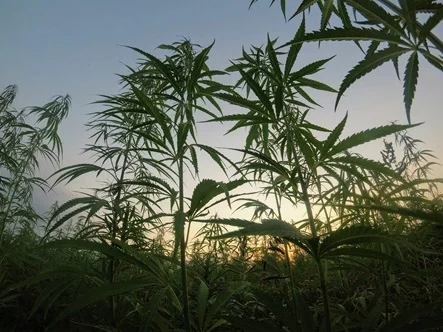 Cannabis plants outdoors during sunset