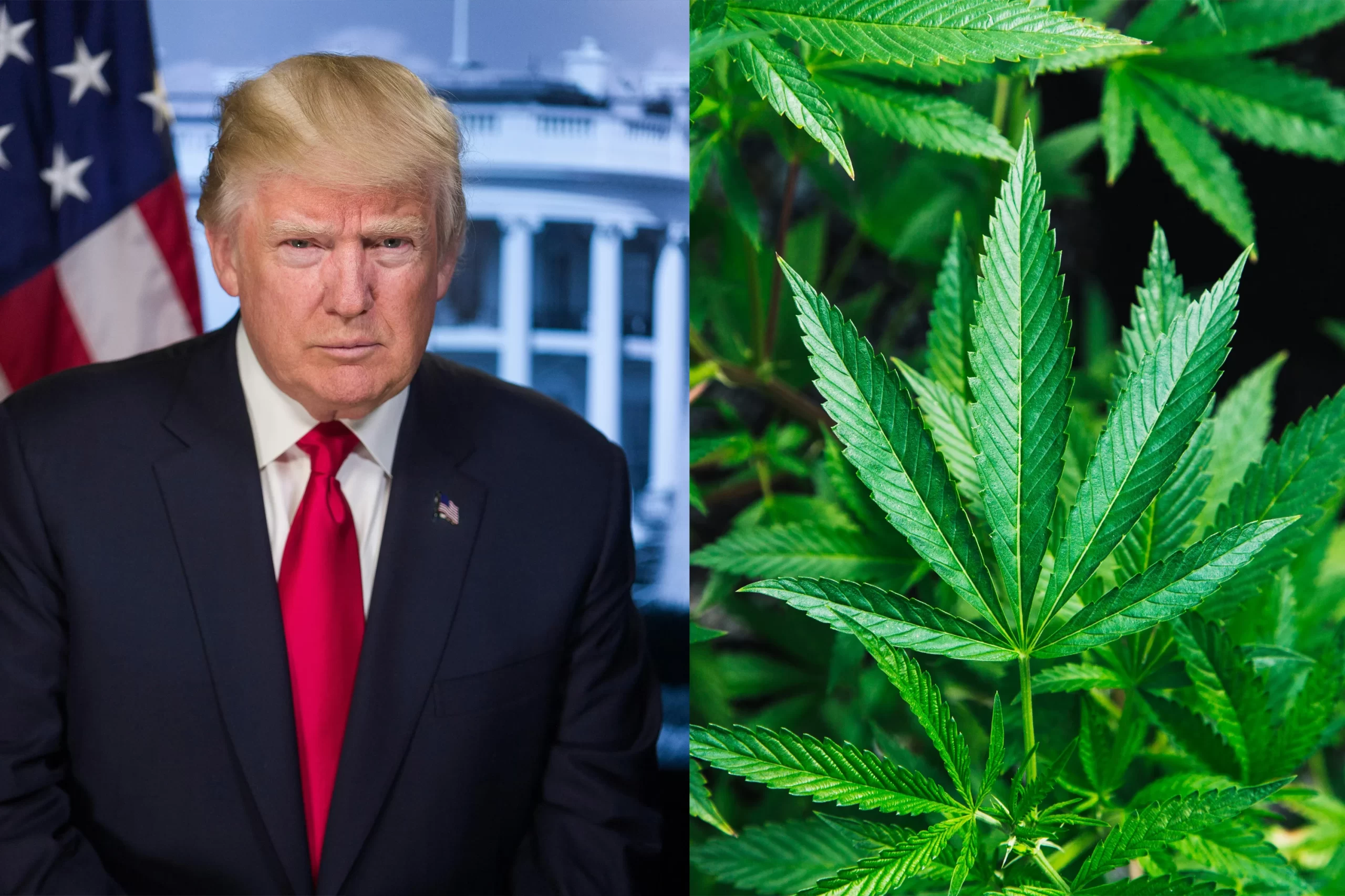 Cannabis Industry Overview Now That Trump is President Again