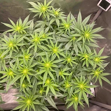 How to Defoliate Cannabis: Boost Yields, Prevent Pests, and Improve Growth