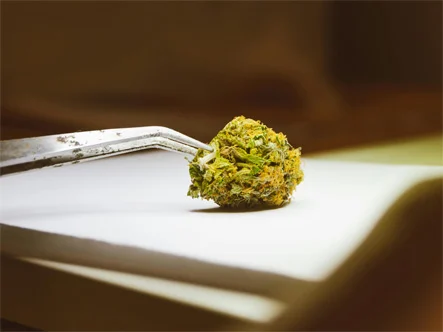 What are Cannabinoids: Complete Guide of Cannabis Compounds