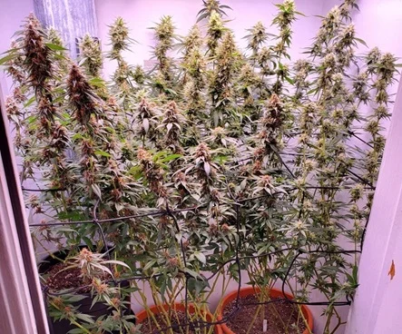 Micro-Growing: How to Grow Big Buds in Tiny Spaces