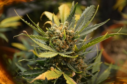 Best Autoflower Cannabis Breeders and Top Strains of 2025