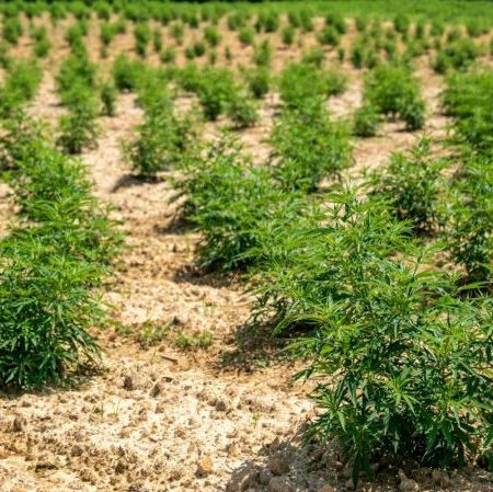 The Many Uses of Hemp: Sustainable Alternatives for a Better Future