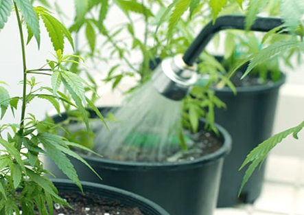 How to Water Cannabis Plants Like a Pro: A Complete Guide