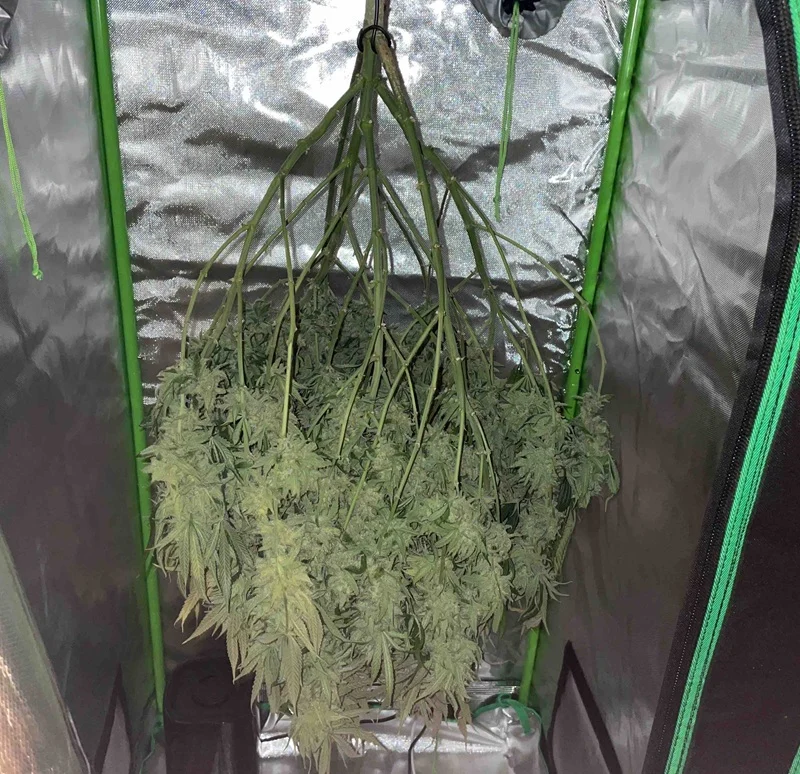 Mimosa being hang dried after harvest