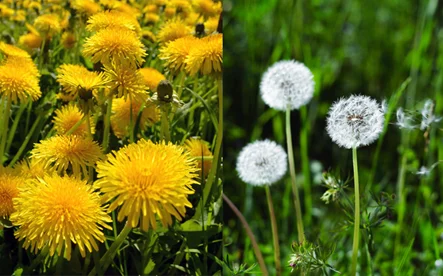 The 15 Common Weeds: How to Identify and Remove for a Thriving Lawn and Garden