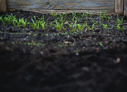 Is My Soil Healthy? How to Test and Improve Soil Health