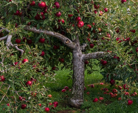 How to Grow a Mini Food Forest in Your Backyard with Little Space