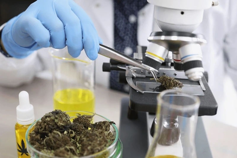 Cannabis in a lab