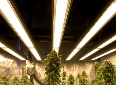 Grow Tent Essentials: What You Actually Need (and What’s a Waste)