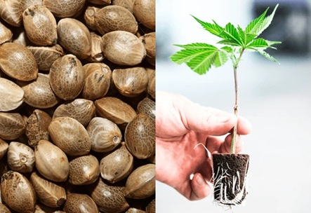 Seeds vs Clones: What’s Better for Growing Cannabis at Home?
