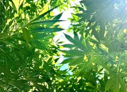 New Hemp Bill: How this Affects Businesses, Consumers and Growers