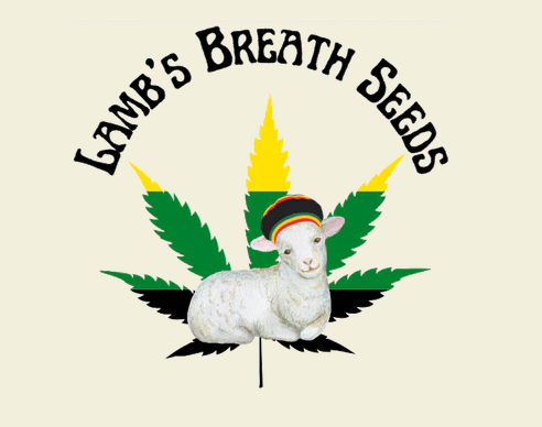Lambs Breath Seeds