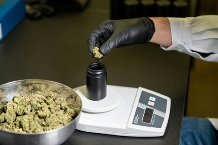 The Forgotten History of Cannabis in American Medicine