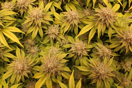 Best Cannabis Breeders and Their Top Strains of 2026