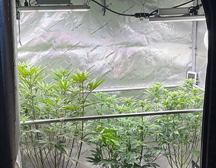 Best LED Grow Lights for Growing Cannabis in 2026
