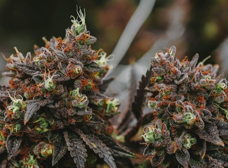 The Lazy Cannabis Growing Guide: High Yields, Low Effort