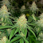 Blueberry Muffin cannabis plant Nighttime Shot with flash