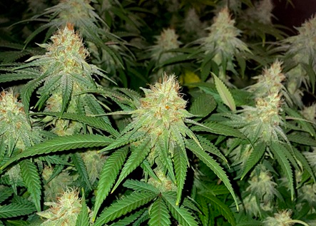 Blueberry Muffin Strain Review: Seed to Harvest Cannabis Grow