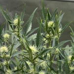 Cannabis leaves praying upwards towards the light