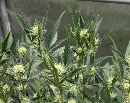 This is Why Cannabis Plants Pray to the Light