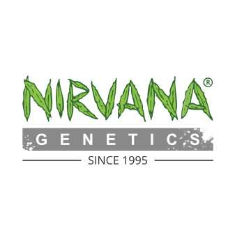Nirvana Seeds
