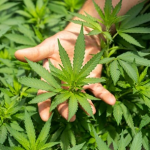 A hand holding the top of a branch of a cannabis plant