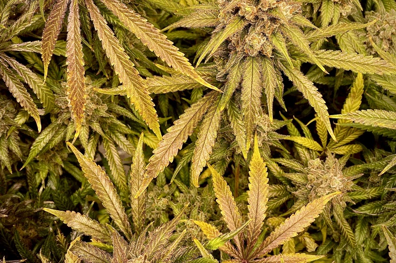 Best Cannabis Strains to Grow for Beginners (Easy and Forgiving)