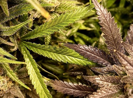 Genotype vs Phenotype: This is How Cannabis Genetics Actually Work