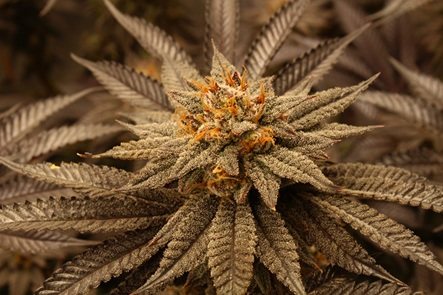 Jelly Donutz Strain Review: Seed to Harvest Cannabis Grow