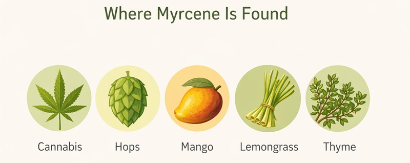 Sources of myrcene terpene: cannabis, hops, mango, lemongrass, thyme