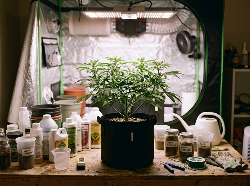 Best Cannabis Nutrients for Beginners (Organic, Synthetic and Synganic)