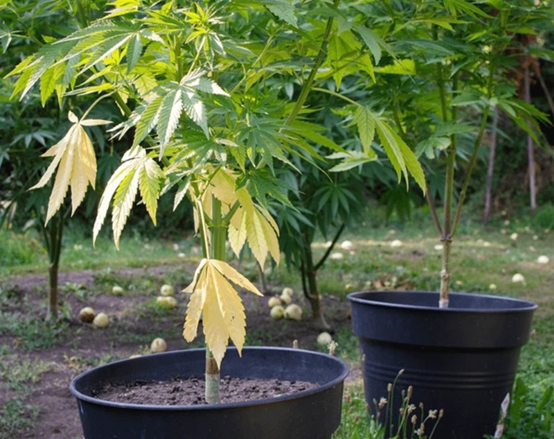 Why Are My Cannabis Leaves Turning Yellow? Common Causes During Veg and Flower