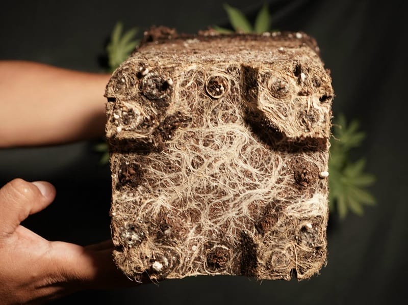 How to Transplant Cannabis Plants: The Complete Up-Pot Guide