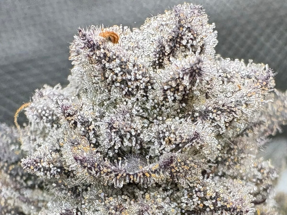 What Are Trichomes? Their Role in Cannabis Potency, Flavor, and Harvest Timing
